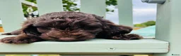 Cockapoo dogs for sale: Chocolate & chocolate Merle Cockapoo Babies 🐾🐾🐾 - Advert 3