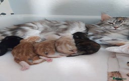 Maine Coon cats for sale: Purebred Maine Coon kittens - Image 16