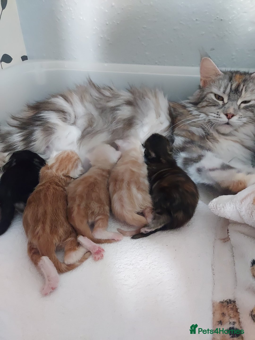 Maine Coon cats for sale: Purebred Maine Coon kittens - Image 16