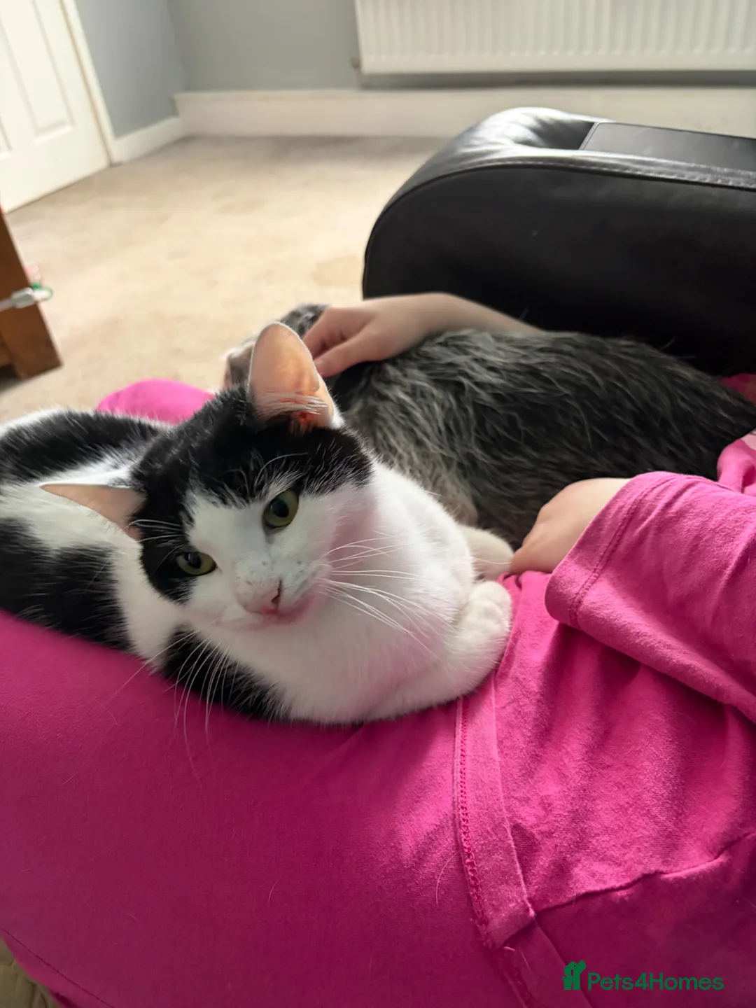 Mixed Breed cats for sale: Two lovely cats to be rehomed together in Bishop Auckland - Advert 3