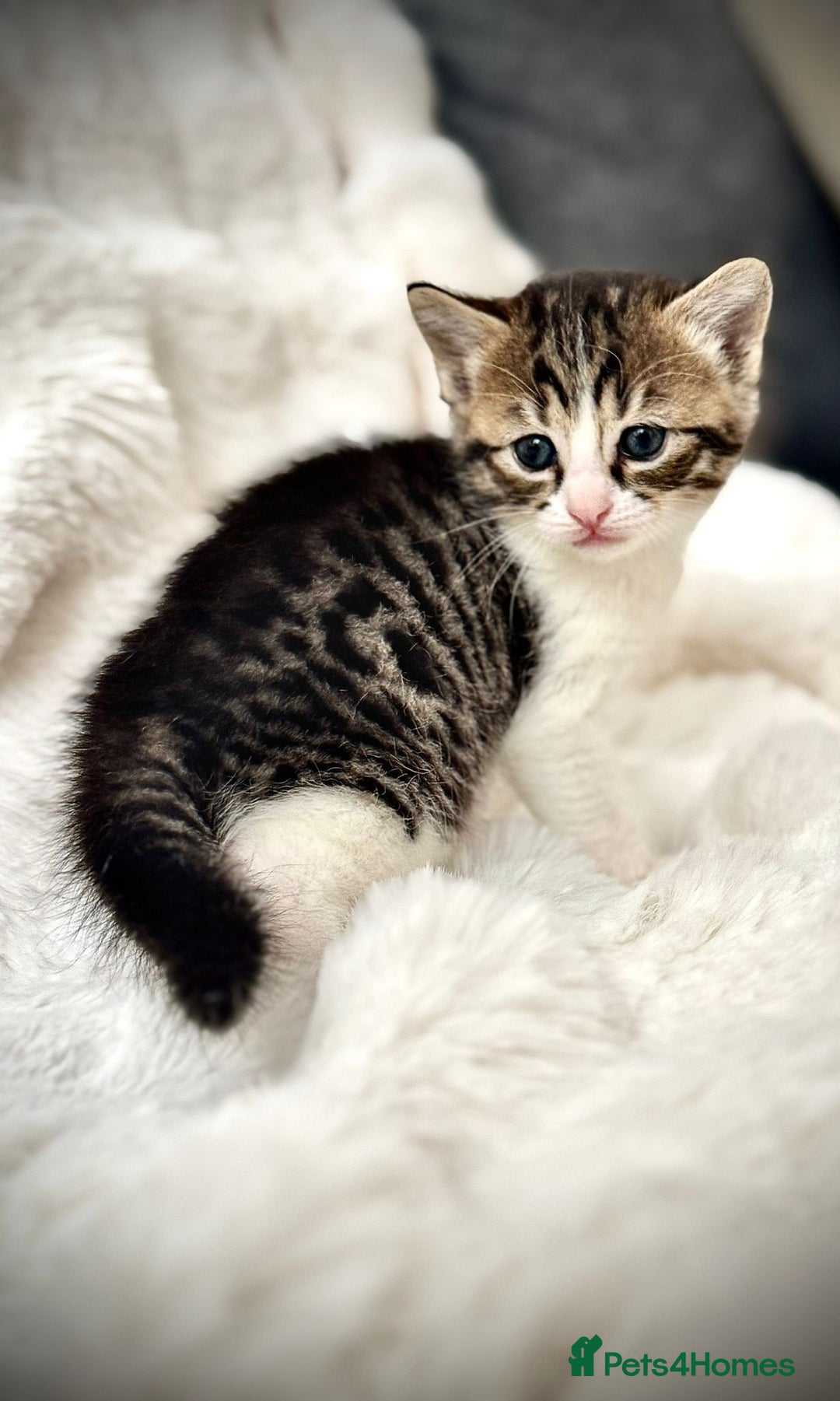 Ragdoll cats for sale: 🌟 Ragdoll x Bengal – Exquisite Baby Kittens 🌟 - Image 8