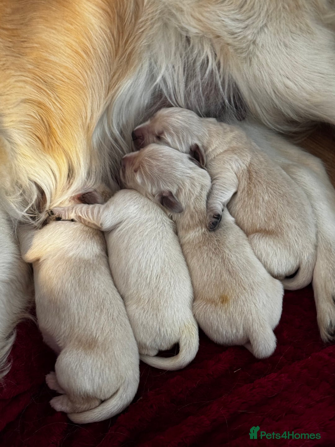 Golden Retriever dogs for sale: Beautiful and fluffy Golden Retriever puppies - Advert 8