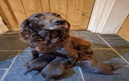 Cocker Spaniel dogs for sale: KC Cocker spaniel puppies  - Image 7