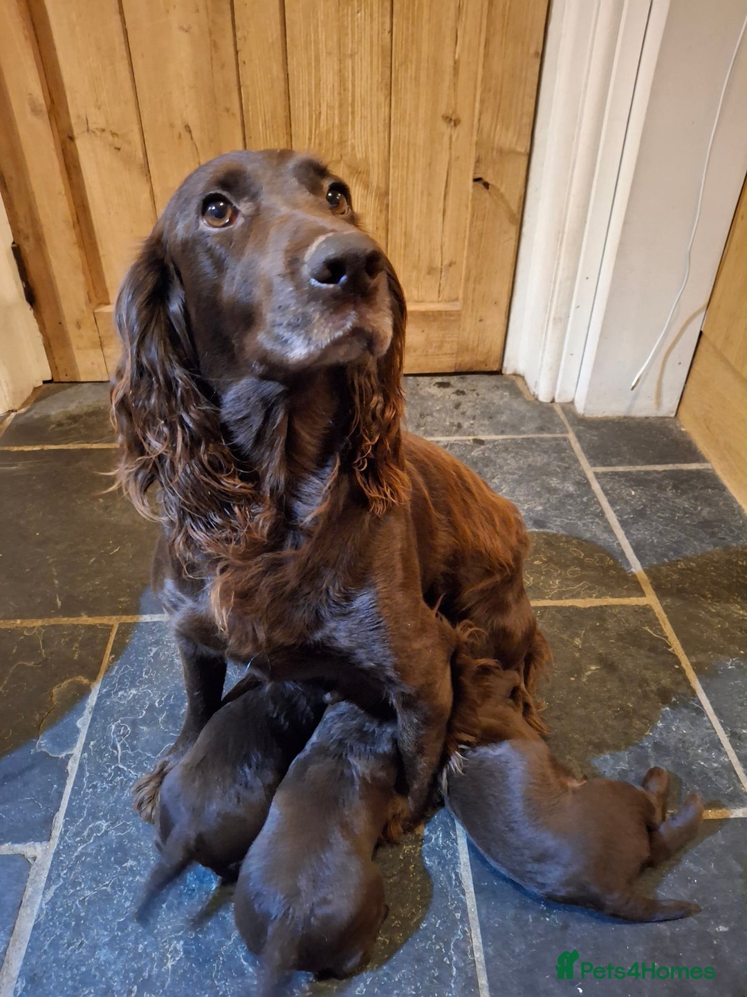 Cocker Spaniel dogs for sale: KC Cocker spaniel puppies  - Image 7