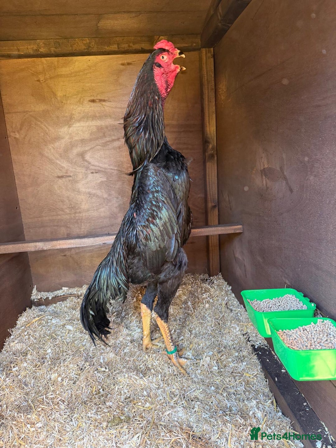 Chickens poultry for sale: German Oshamo - Advert 1