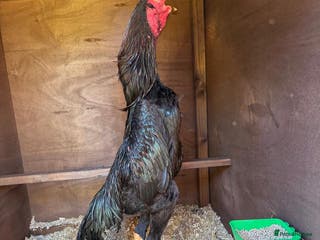 Chickens poultry German Oshamo - Advert 1