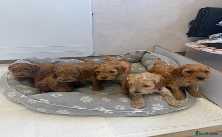 Cockapoo dogs - Advert 3