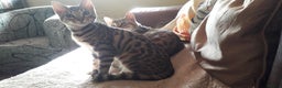 Bengal cats for sale: Beautiful Large & small Bengal kittens  - Advert 14