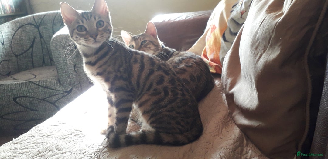 Bengal cats for sale: Beautiful Large & small Bengal kittens  - Advert 14