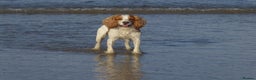 Cocker Spaniel dogs for stud: Health tested cocker spaniel for stud in Dorchester - Advert 1
