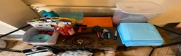 Miniature Dachshund dogs for sale: Rehoming Reggie - Advert 16