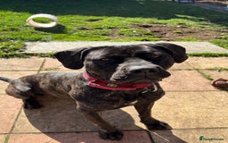 Mixed Breed dogs for sale: Family dog for Sale - Image 5