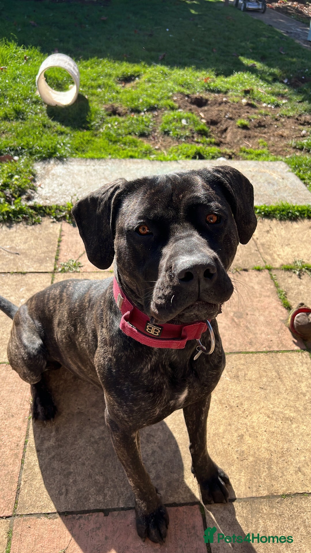 Mixed Breed dogs for sale: Family dog for Sale - Image 5