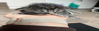  Kitten 5 blue
