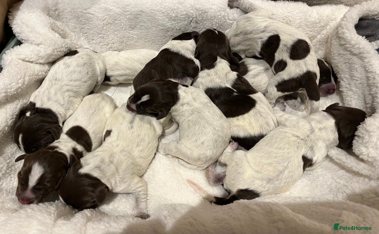 German Wirehaired Pointer dogs - Advert 1