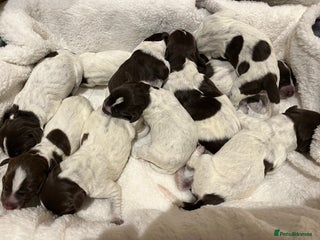 German Wirehaired Pointer dogs - Advert 3