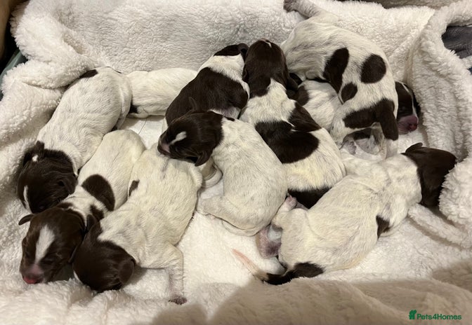 German Wirehaired Pointer dogs - Advert 3