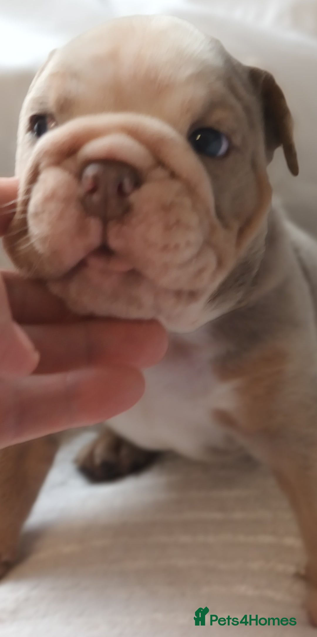 English Bulldog dogs for sale: Dwkc englìsh bulldog puppies  - Image 35