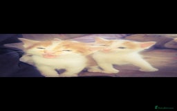 Mixed Breed cats for sale: kittens for sale  - Image 1