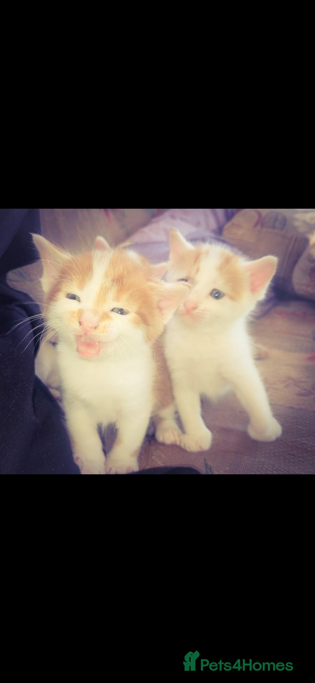 Mixed Breed cats for sale: kittens for sale  - Image 1