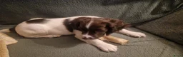English Springer Spaniel dogs for sale: Pedigree working English Springer Spaniels  - Advert 4