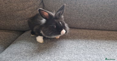 Mixed Breed rabbits - Advert 4