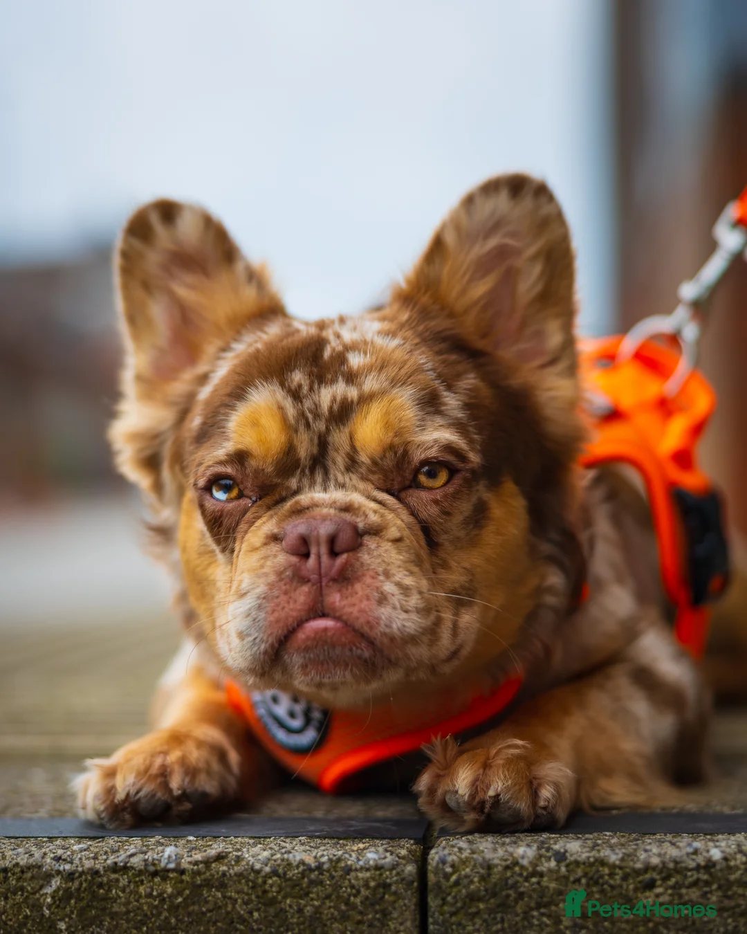 French Bulldog dogs for stud: Visual Fluffy New Shade Rojo Tri Merle 🦁🍫🎨  in Bangor - Advert 3