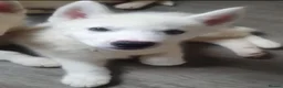 Siberian Husky dogs for sale: White Girl Husky ready to find her forever home - Advert 5