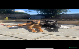Cane Corso dogs for sale: 9 beautiful cane corso pups for sale - Image 11
