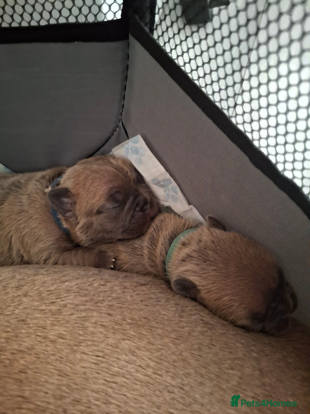 French Bulldog dogs for sale: French bulldog puppies  - Image 5