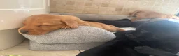Labrador Retriever dogs for sale: Health Tested IGL Champion Bred Labrador Puppies  - Advert 11