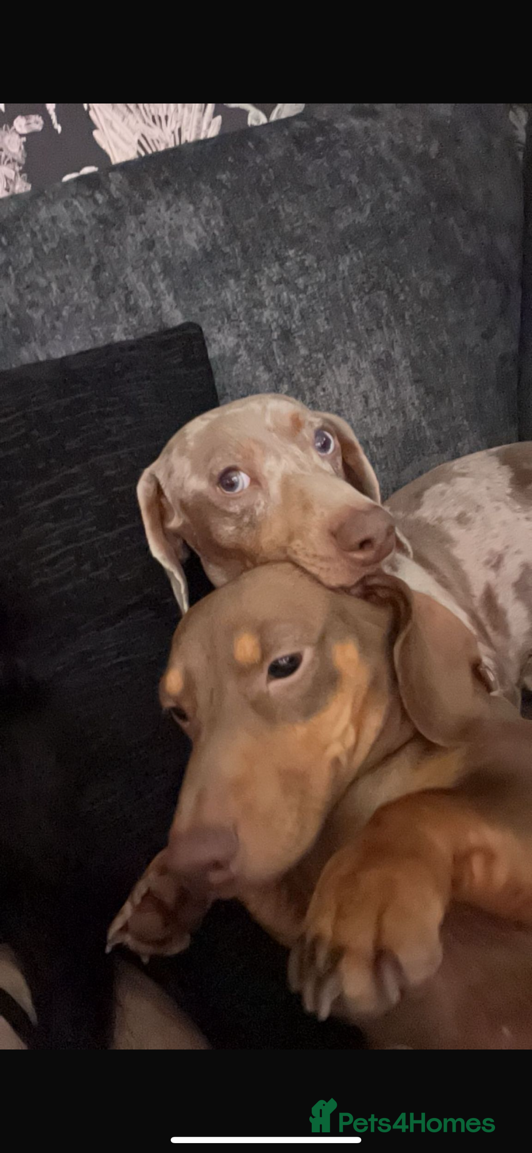 Miniature Dachshund dogs for sale: Special delivery ❤️💙 Ready to leave Feb 10th 🌹 - Advert 2