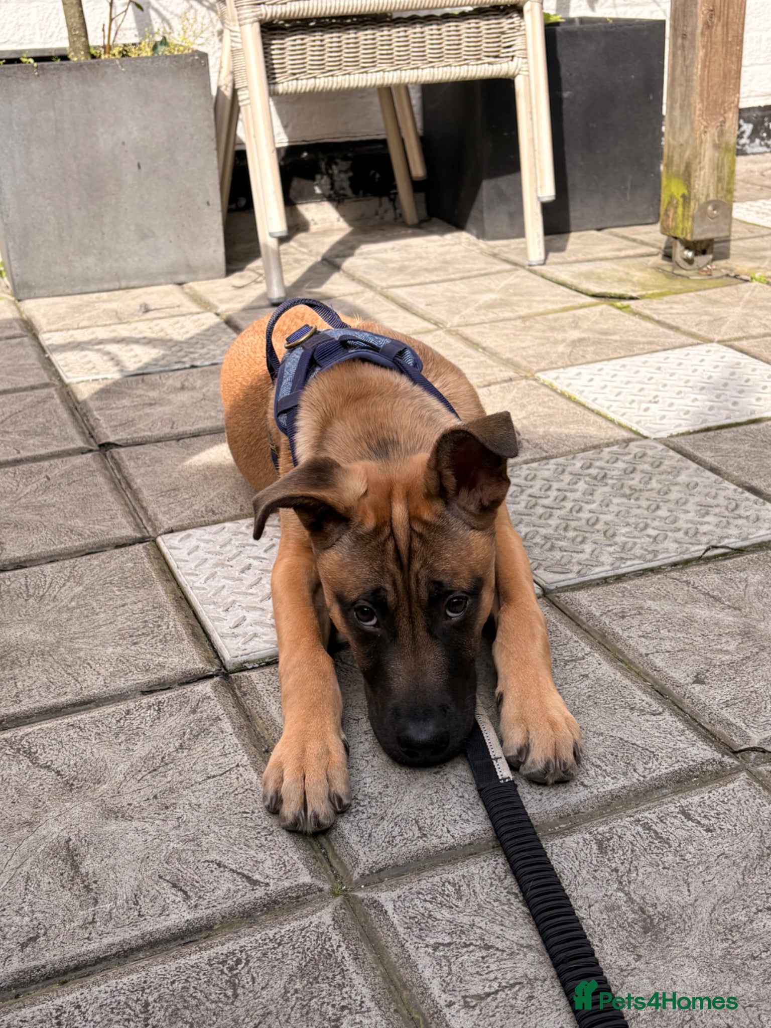 Mixed Breed dogs Louis - Advert 1