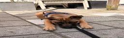 Mixed Breed dogs for sale: Louis in Brackley - Advert 1