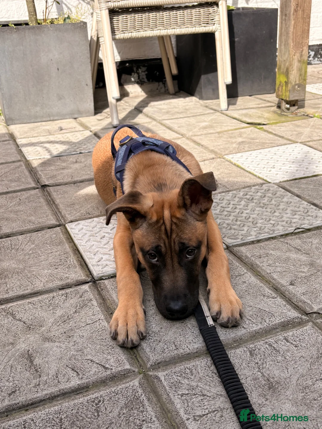 Mixed Breed dogs for sale: Louis in Brackley - Advert 1