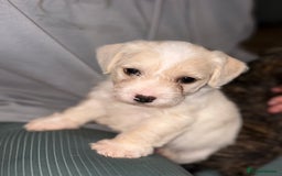 Mixed Breed dogs for sale:  Adorable Cairnoodle Cross Puppies, ready soon!  - Image 7