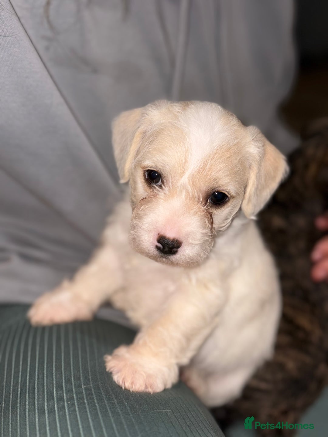Mixed Breed dogs for sale:  Adorable Cairnoodle Cross Puppies, ready soon!  - Image 7