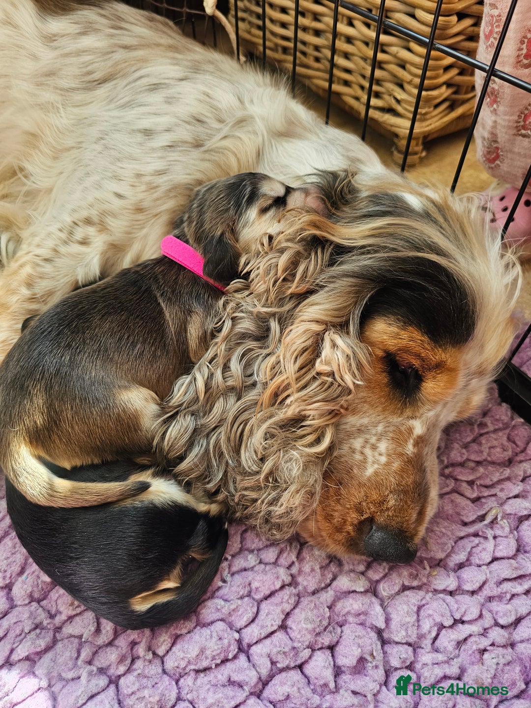 Cocker Spaniel dogs for sale: KC show cocker spaniel puppies - Image 11