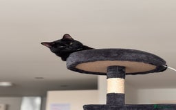 Domestic Shorthair cats for sale: Adorable Black and White cat for a loving home - Image 1