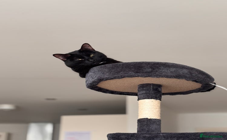 Domestic Shorthair cats - Advert 1