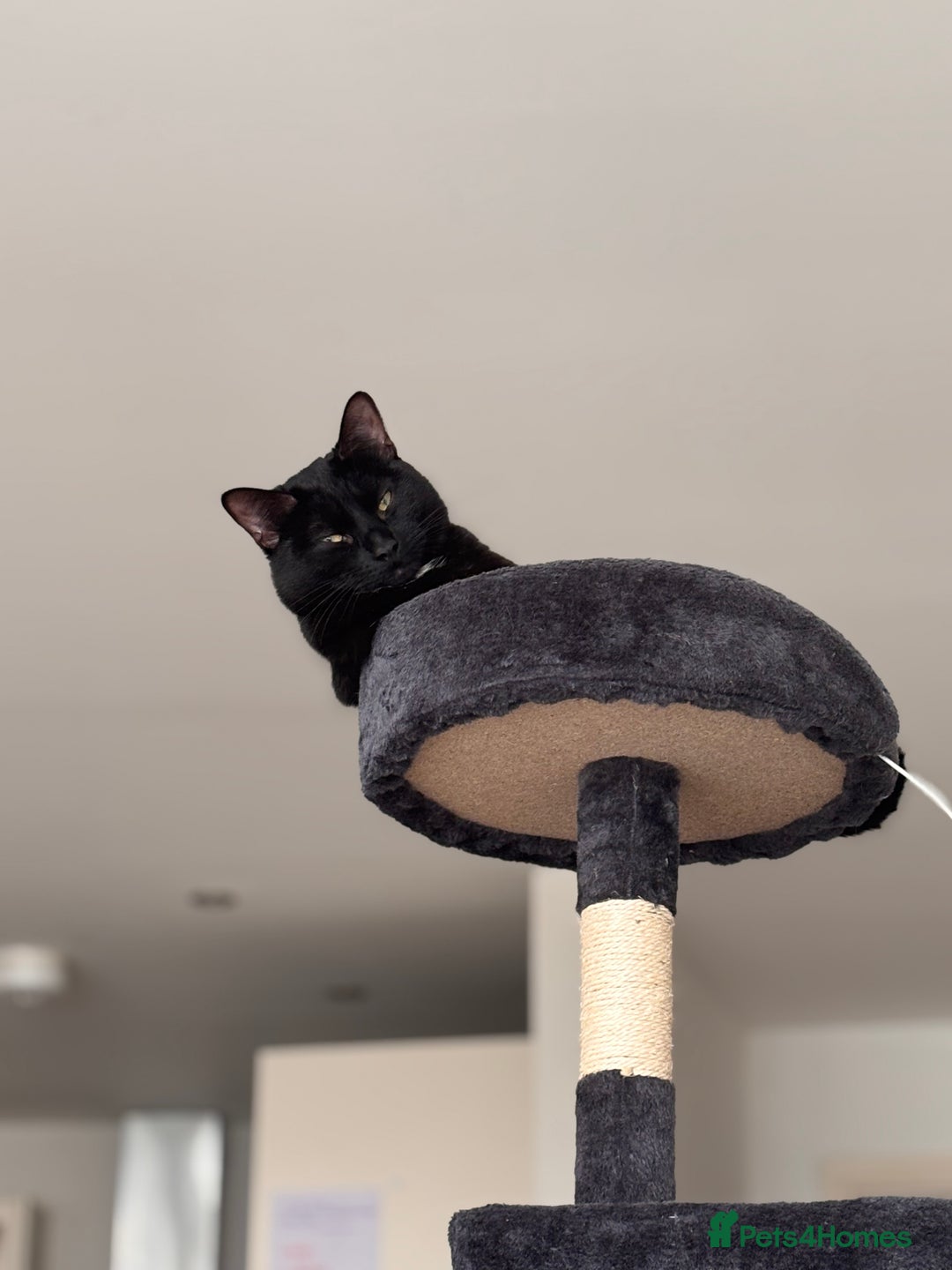 Domestic Shorthair cats for sale: Adorable Black and White cat for a loving home - Image 1