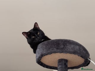 Domestic Shorthair cats for sale - Advert 1