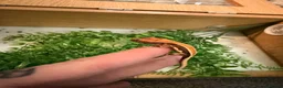 Mixed Breed reptiles for sale: Baby crested geckos - Advert 2