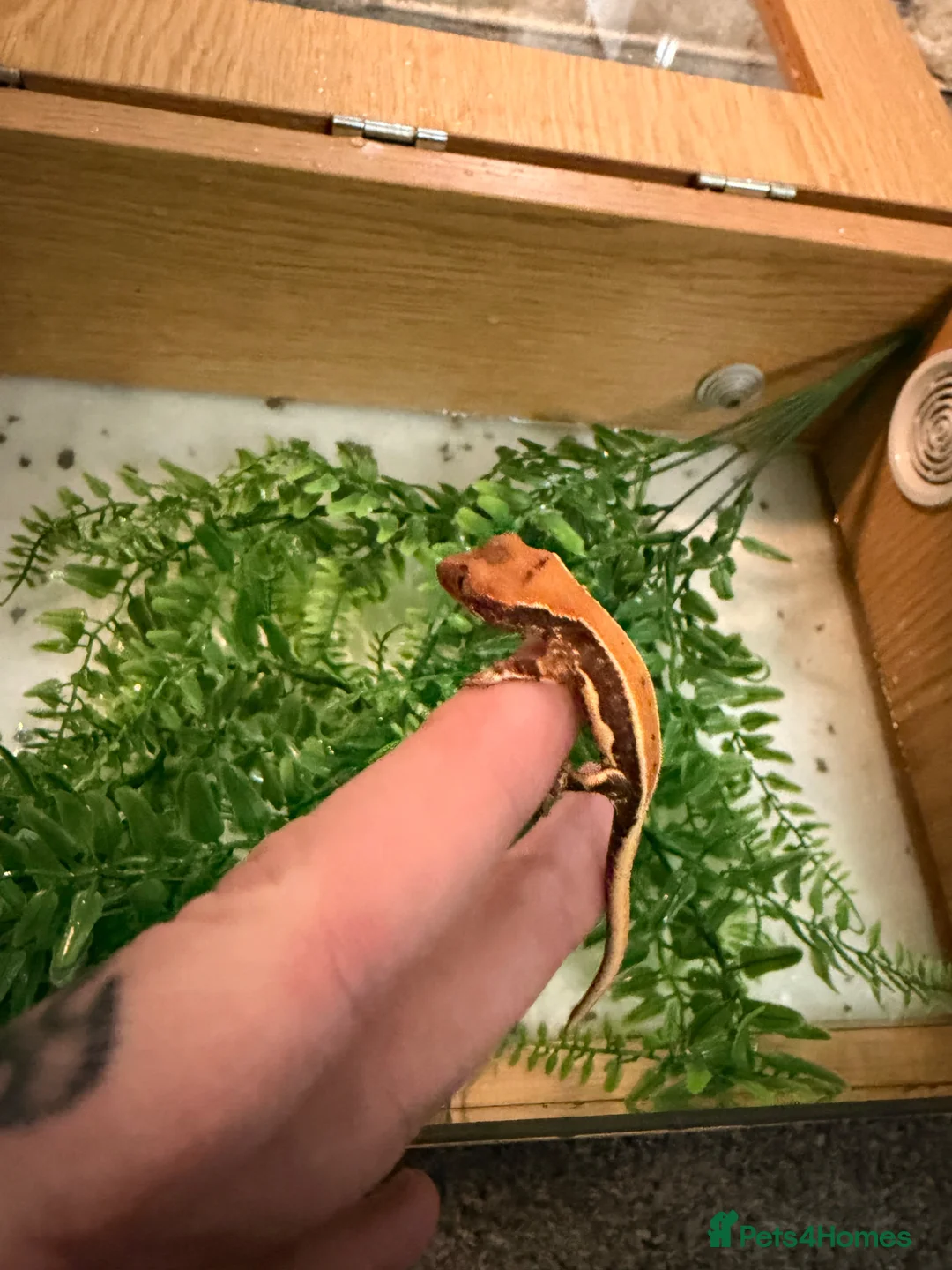 Mixed Breed reptiles for sale: Baby crested geckos - Advert 2
