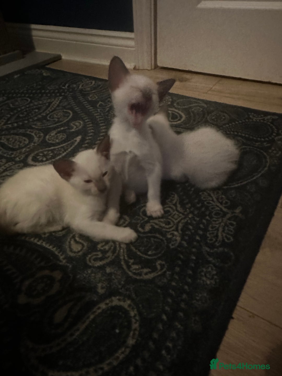 Siamese cats for sale: Beautiful Siamese females  - Advert 2