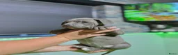 Staffordshire Bull Terrier dogs for sale: Blue Staffordshire Bull Terrier Champion Pups  - Advert 5