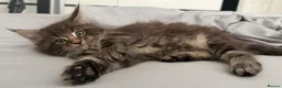 Maine Coon cats for sale: Maine coon - Advert 14