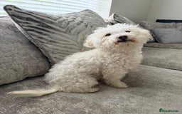 Bichon Frise dogs for sale: Female bichon frise - Image 2
