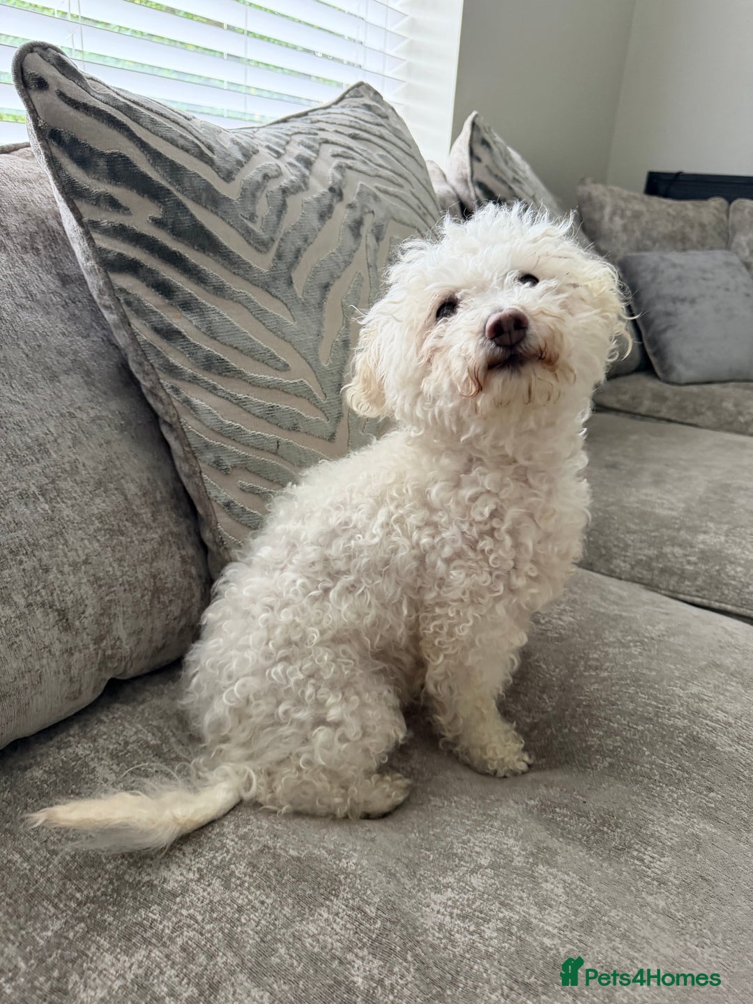 Bichon Frise dogs for sale: Female bichon frise - Image 2