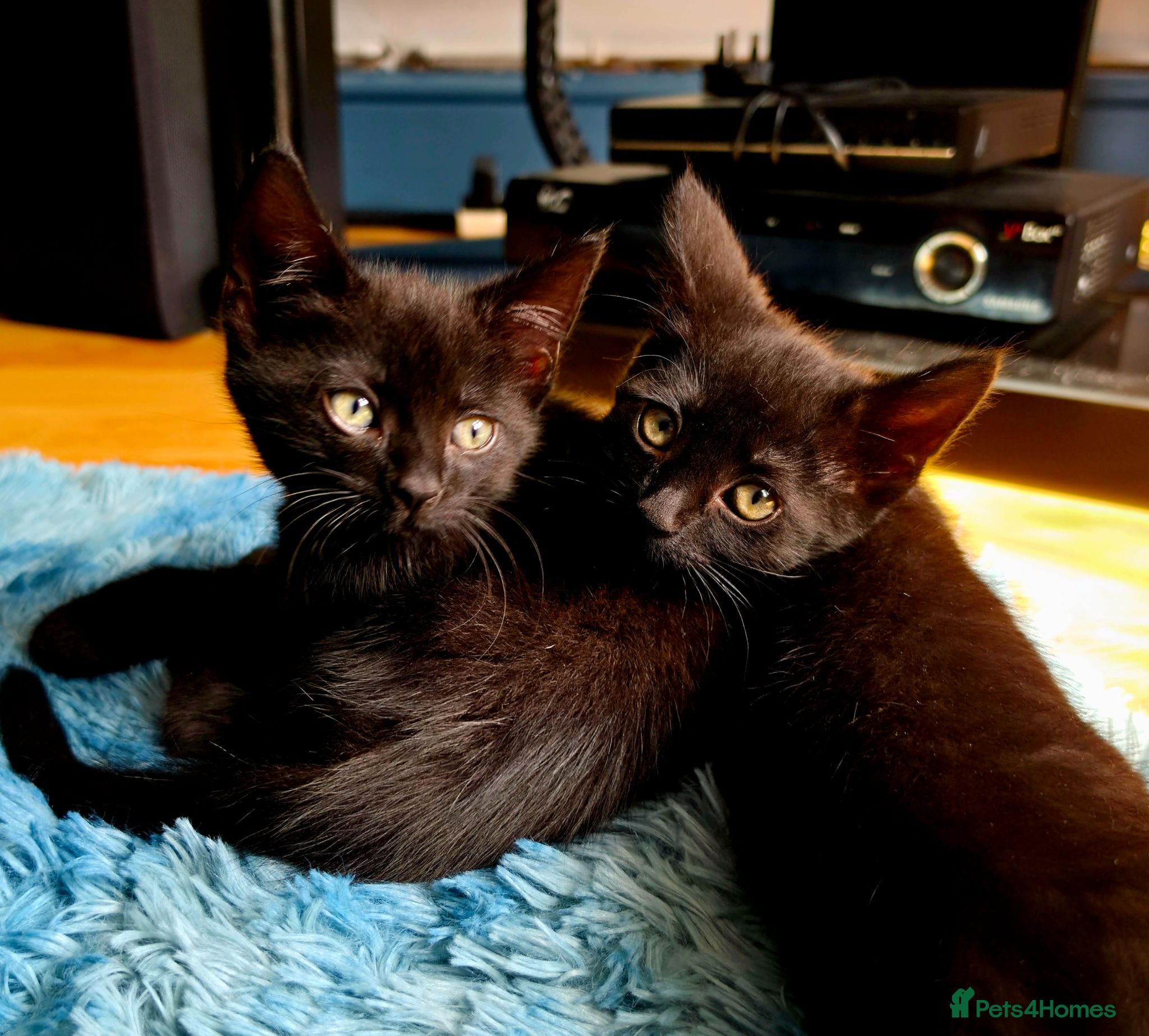 Domestic Shorthair cats ×2 Black (M) Kittens fully vax flead and dewormed - Advert 18